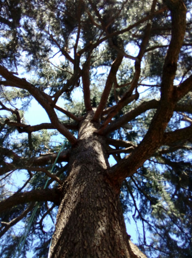 treeclimbing 3