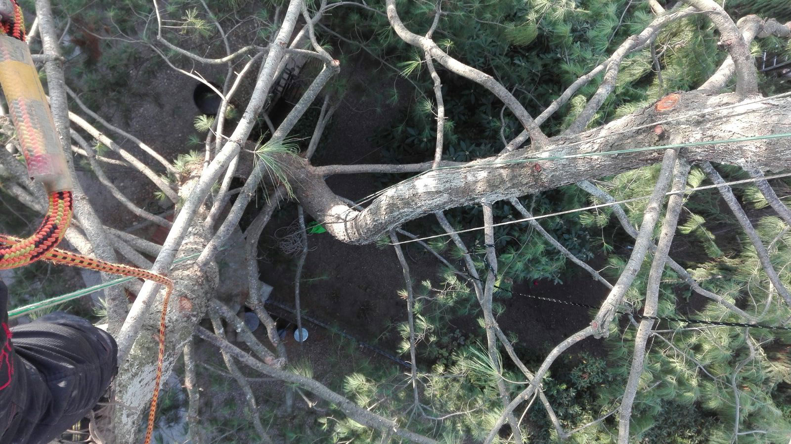 treeclimbing 4